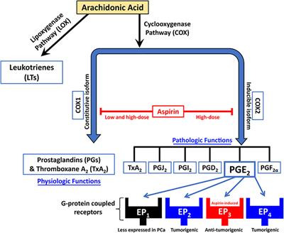 Prostate Cancer and Aspirin Use: Synopsis of the Proposed Molecular Mechanisms